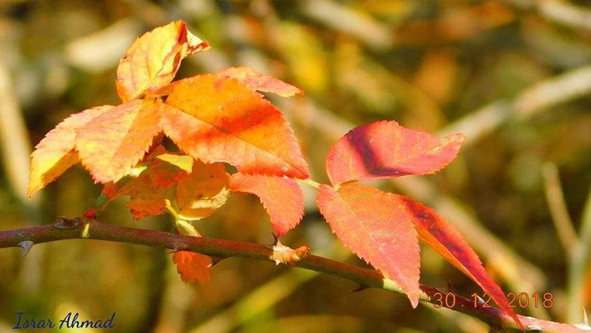 Chinar tree