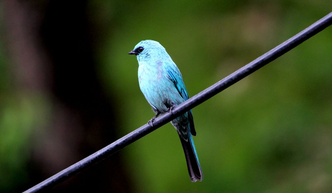 پاکستان کے5 خوبصورت پرندے جن کی خوبصورتی آپ کو حیران کردے گی