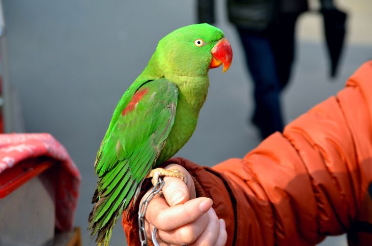 بے جی کی باتیں