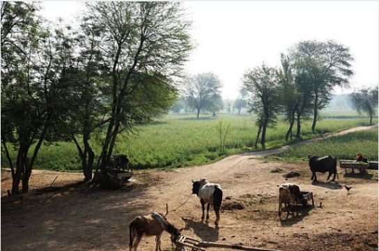 پاکستان، پنجاب کا ایک گائوں، مویشی بندھے ہوئے ہیں