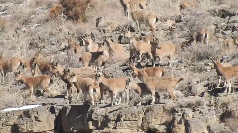 بلوچستان میں چلتن مار خور