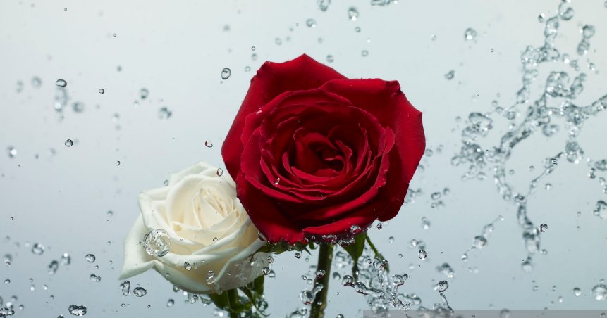 سرخ اور سفید گلاب
