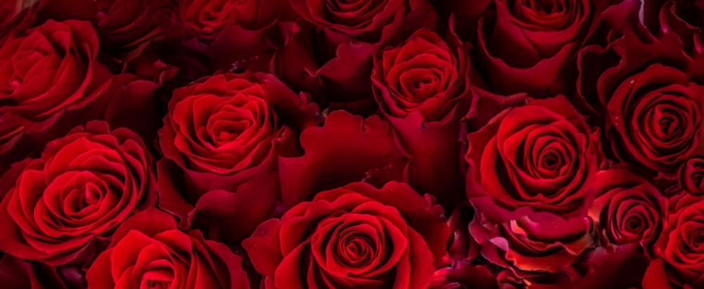 سرخ گلاب کے پھول