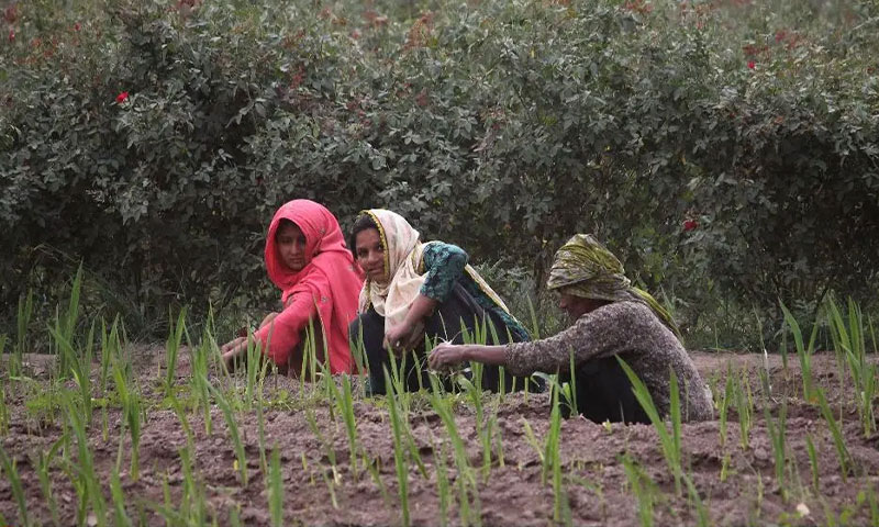 پاکستانی-خواتین-کھیت-میں-کام-کر-رہی-ہیں